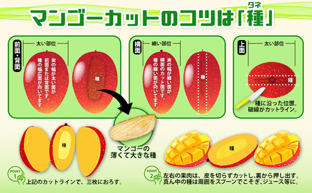 2026年発送 農家直送【上原マンゴー園】家庭用完熟マンゴー　2kg以上　先行予約 完熟 マンゴー アップル 南国 沖縄 フルーツ くだもの 果物 果実 先行予約 産地直送 贅沢 濃厚 冷蔵 スイーツ デザート 旬の果物 ご家庭用 ご自宅用 国産