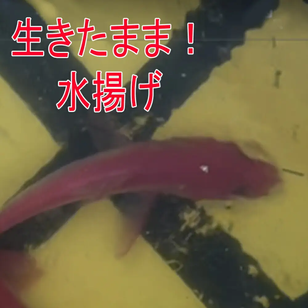漁師直送　活き〆天然地金目鯛【八金目】９００ｇ～１ｋｇ　１匹