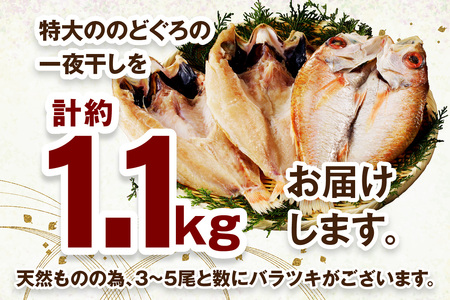 山陰浜田 香住屋のこだわり干物「特大のどぐろ一夜干し」（3～5尾） 魚 一夜干し 干物 のどぐろ 天然 加工品 【024_1981】