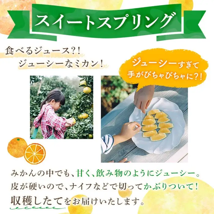 ＜先行予約受付中！2026年11月下旬以降順次発送予定＞数量限定！鹿児島県産スイートスプリング(約8kg) 柑橘 フルーツ 果物 国産 みかん 期間限定 ミカン スイスプ 【株式会社土曜日】akn069-04