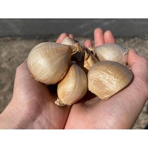 スイカ農家のフル～ティ黒にんにく 元気のたねこミックス「鳥取県特別栽培農産物」認証の自社生産ホワイト六片とジャンボにんにくを使用 ※着日指定不可 ※2026年7月中旬～2027年2月下旬頃に順次発送予定