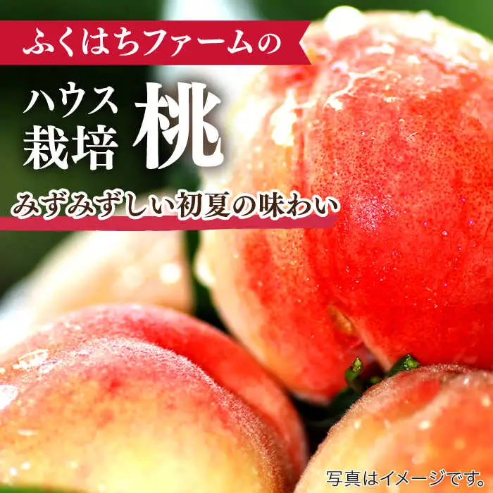 【2027年5月下旬-発送】桃 特別栽培 小玉 ハウスもも（Mサイズ：10パック） / 桃 もも モモ フルーツ 果物 旬 / 南島原市 / ふくはちファーム/福島農園 [SBS008]