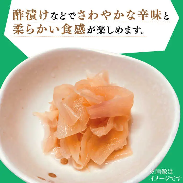 【2026年8月?発送】新生姜 約6kg / ショウガ しょうが 生姜 / 南島原市 / ふくはちファーム / 福島農園 [SBS020]
