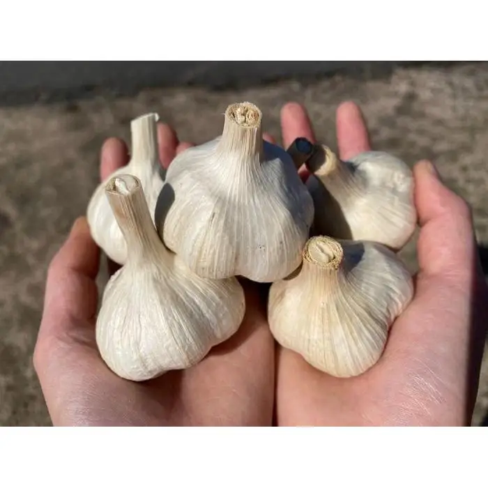 スイカ農家のフル～ティ黒にんにく 元気のたねこ大袋 自然食品 美容  健康  鳥取県産 「鳥取県特別栽培農産物」認証の自社生産ホワイト六片とジャンボにんにくを使用※着日指定不可 ※2026年7月中旬～2027年2月下旬頃に順次発送予定
