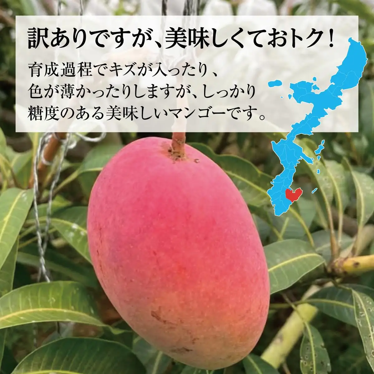 ★先行予約【2027年発送】＜訳あり・ご家庭用＞完熟アップルマンゴー約1.5kg（白箱）3玉～6玉  