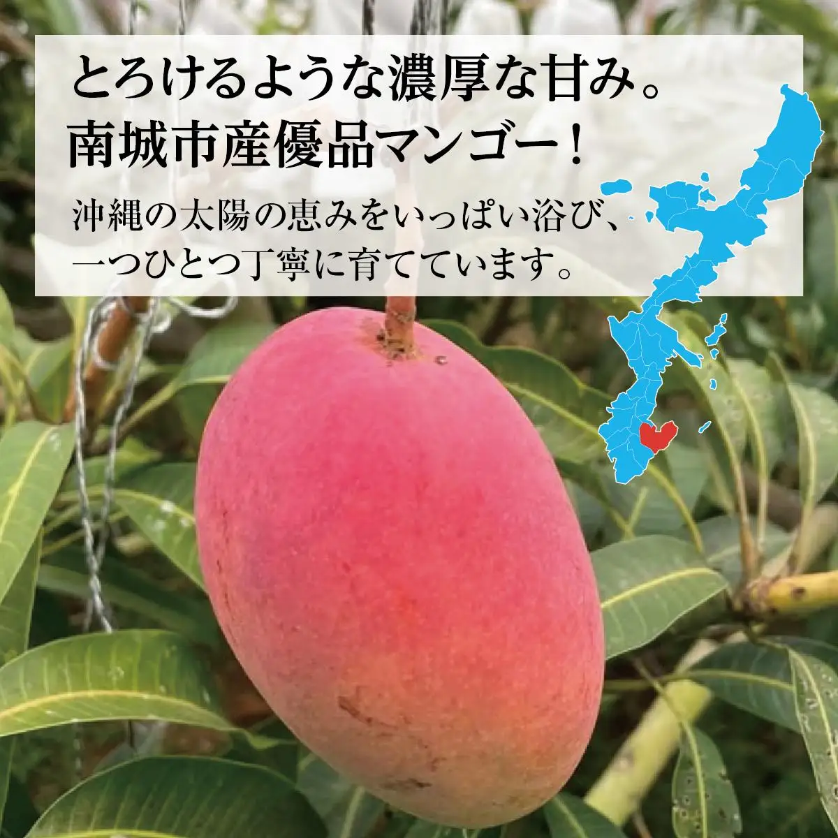 ★先行予約【2027年発送】＜優品＞完熟アップルマンゴー約2kg（化粧箱）3玉～6玉 