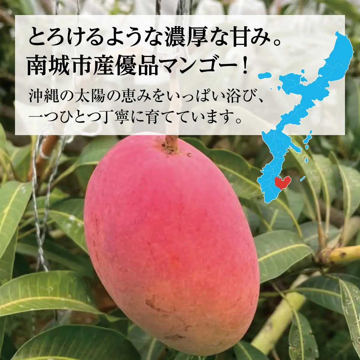 ★先行予約【2027年発送】＜優品＞完熟アップルマンゴー約1.5kg（化粧箱）3～6玉 