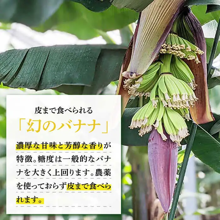 【3回定期便】【皮ごと食べられる！】なかなかバナナ  5本〈7月-9月は発送停止〉 / バナナ フルーツ 果物 定期便 フルーツ定期便 / 南島原市 / ミナサポ [SCW035]