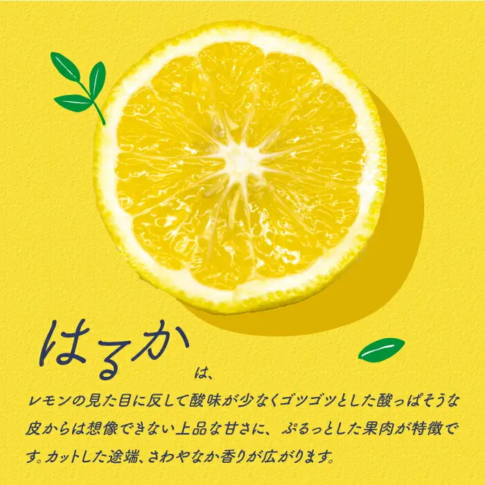 【2027年2月-発送】【爽やか系 柑橘 春のみかん 】はるか 約2kg / みかん ミカン 蜜柑 柑橘 果物 フルーツ / 南島原市 / 長崎県農産品流通合同会社 [SCB028]