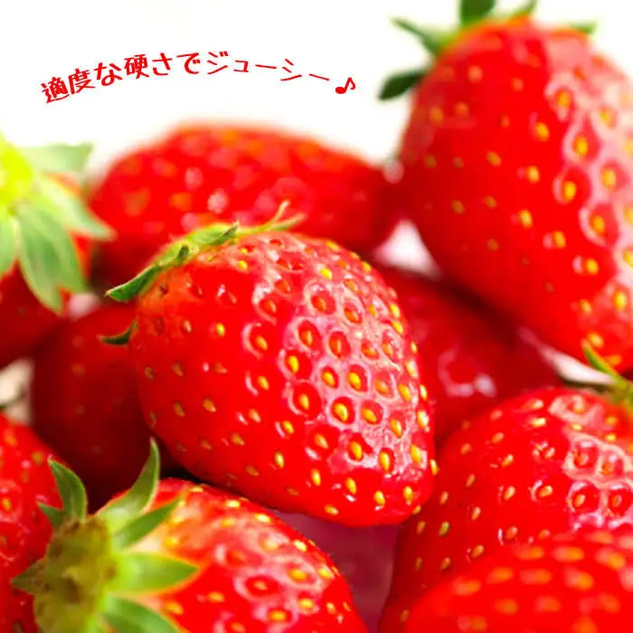 【2027年1月-発送】【限定いちご】 ゆめのか  1kg（250g×4p）/ いちご イチゴ 苺 フルーツ 果物 くだもの / 南島原市 / 長崎県農産品流通合同会社 [SCB040]