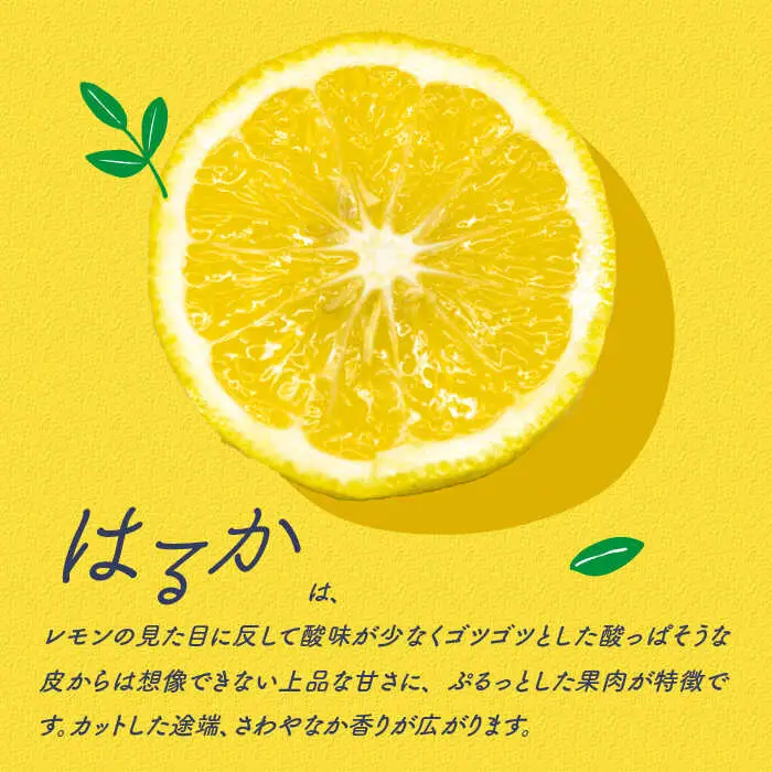 【2027年2月-発送】春のみかん はるか 約4kg [SCB075] みかん