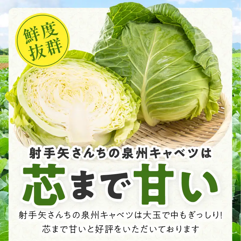 【先行予約】射手矢さんちの泉州キャベツ 20kg