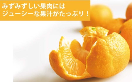 長田農園 早生みかん 秀品 S-Lサイズ 5kg