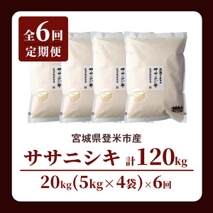 【6回定期便】≪令和8年産≫ ササニシキ 精米 計120kg(20kg×6回) 宮城県登米市産 お米 おこめ 米 コメ 白米 ご飯 ごはん おにぎり お弁当 6か月 頒布会【株式会社近藤農産】tm512