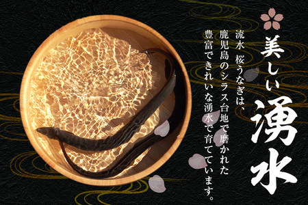 柳澤 流水桜 うなぎ 蒲焼き 8尾(計1360g)  f0-023