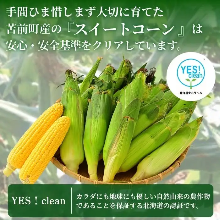 【2026年8月上旬から発送】北海道とままえ産 スイートコーン 2Lサイズ 約15本 とうもろこし 北海道産 先行 予約 受付 甘い 旬 産地直送 野菜 冷蔵 北海道 苫前町 とままえ rum11