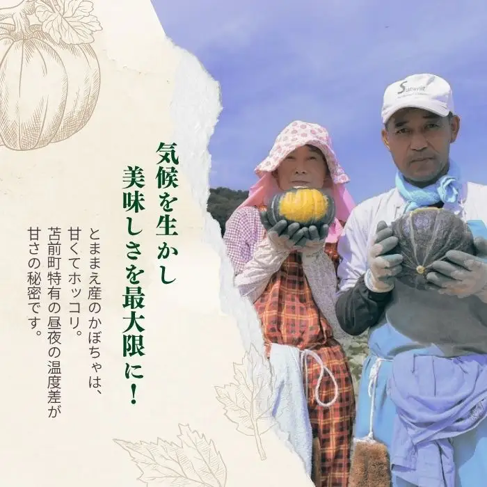 北海道とままえ産 かぼちゃ 3玉 計5kg前後 カボチャ 南瓜 北海道産 先行 予約 受付 甘い 旬 産地直送 野菜 北海道 苫前町 とままえ rum12