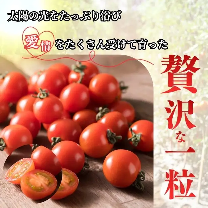【2026年7月上旬から発送】北海道とままえ産 ミニトマト「愛果（あいか）」2kg トマト とまと 北海道産 先行 予約 受付 甘い 旬 産地直送 野菜 北海道 苫前町 とままえ rum13