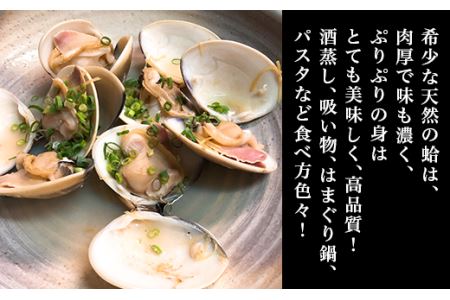 【国産】天然活〆はまぐり冷凍　大粒1.5kg（砂抜き済み）【はまぐり 蛤 はまぐり 天然 はまぐり 国産 はまぐり 冷凍 はまぐり 急速冷凍 海鮮 貝 砂抜き済み 大粒 肉厚 希少 茨城 茨城県産 ひな祭り お食い初め 人気 おすすめ】