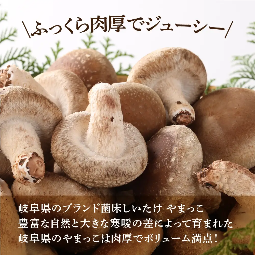 先行予約【期間限定】（2026年11月から順次発送）菌床生椎茸　詰め合わせ 1.2kg 椎茸  生しいたけ 【71-3】