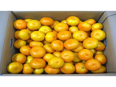 【マル曽】曽保みかん(約10kg)