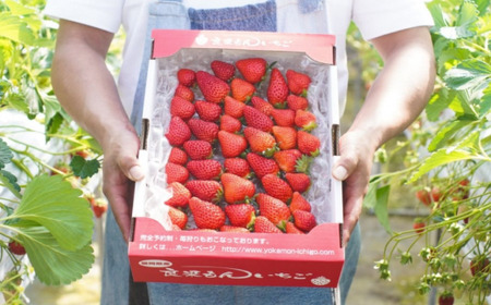 よかもんいちごの朝採りいちご 700g 2024年12月13日から2025年4月30日 出荷予定 