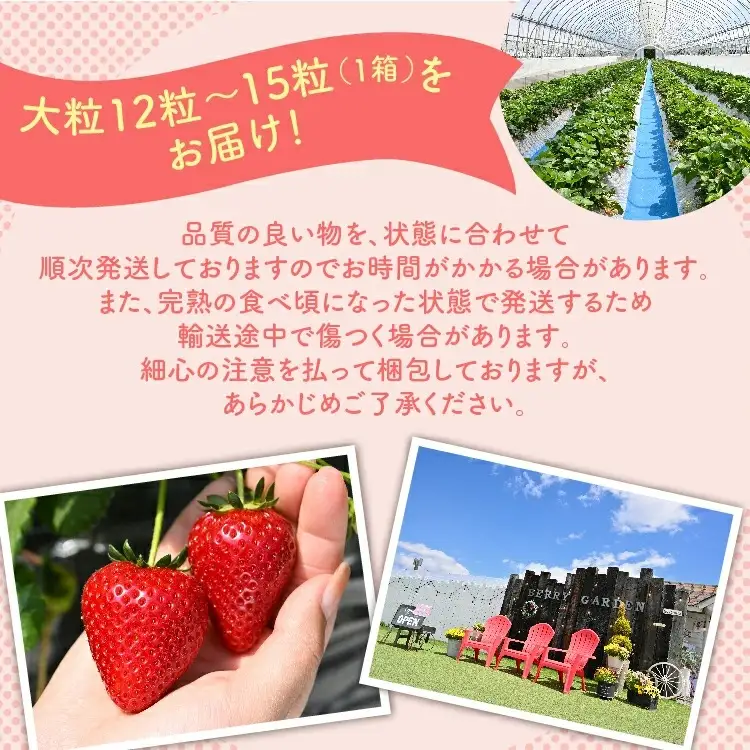いちご 『ロイヤルクイーン』 大粒 12粒～15粒×1箱 ※2027年1月～発送