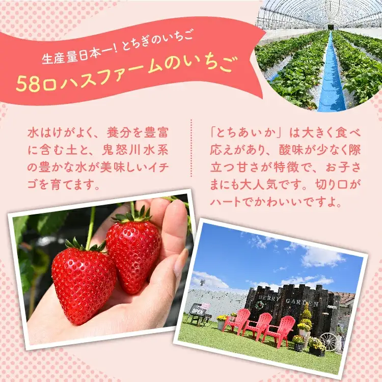 いちご 『とちあいか』 大粒 8～15粒×2パック ※2027年1月～発送