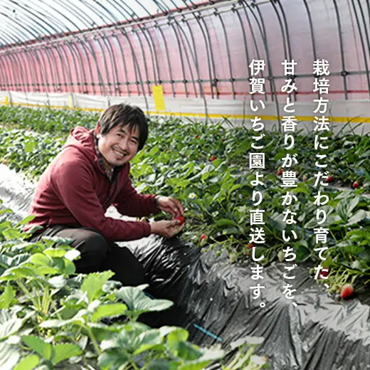 伊賀いちご園のおまかせ 280g×2パック | ふくはる香 ゆうやけベリー