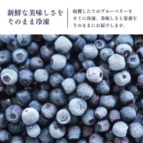 冷凍ブルーベリー1kg(500g×2パック)_果物・フルーツ ブルーベリー  _【配送不可地域：離島】【1108080】