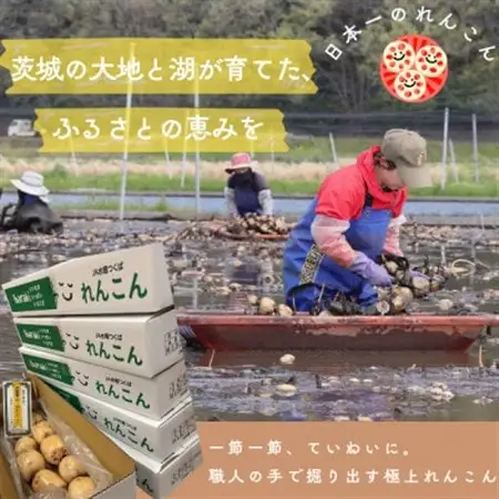 肉厚でシャキシャキの食感と甘みが特徴　　掘りたて れんこん　4Kg(4～7本)_野菜 レンコン 根菜 れんこん 蓮根_【配送不可地域：離島】【1336120】