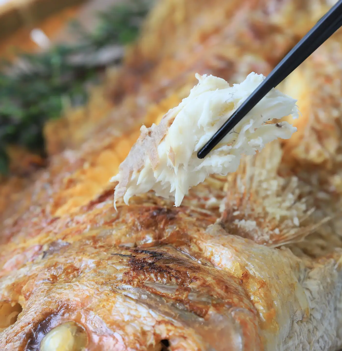 【尾頭付きの縁起物】 活塩焼き鯛（大サイズ） 1匹（約45㎝・約1kg）33-36