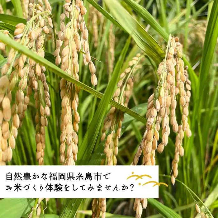 お米づくり 体験チケット 糸島市 / 天然パン工房楽楽【いとしまごころ】 [AVC065] 体験型 農業 食育
