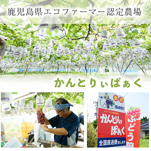 No.122 ぶどう特選3色セット(計約2.0kg・約6房) 国産 九州産 鹿児島県産 果物 フルーツ 葡萄 ブドウ 数量限定 ピオーネ シャインマスカット 詰合せ 詰め合わせ セット 食べ比べ【かんとりぃぱぁく】