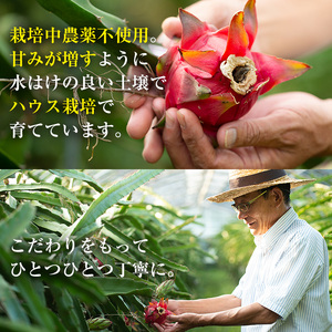 鹿児島県産 ドラゴンフルーツ 約1.2kg 果物 農薬不使用 【はまうえ果樹園】No.248 