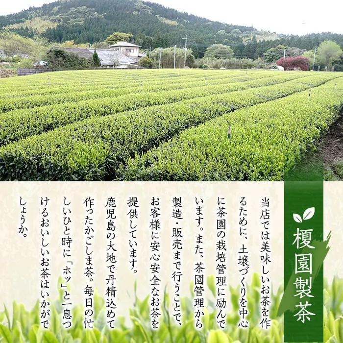 No.616 鹿児島県産の煎茶セット「かえで」かえで(100g×5袋)と粉末緑茶(1袋)【世献 榎園製茶】