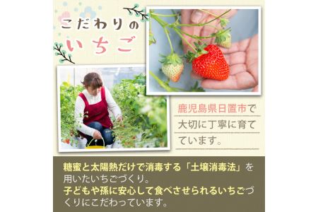 数量限定 鹿児島県産 いちご 苺 シュガー 計240g 60g×4個 果物 砂糖 パウダー 保存料無添加 着色料無添加【ままりあ農園】No.684 
