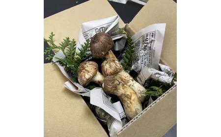 【数量限定】 天然松茸 125g 松茸ご飯、焼き松茸、土瓶蒸しなど 訳あり（簡易包装） F4N-2520