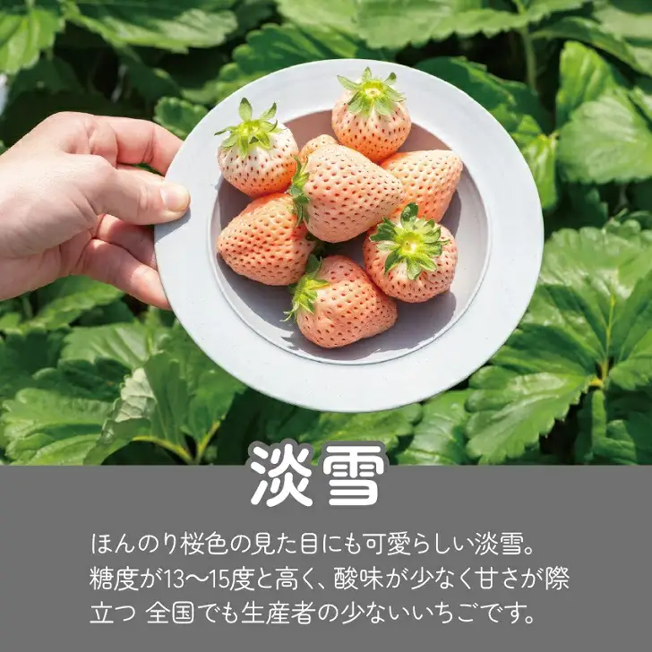 先行受付開始！【定期便3回】希少価値 佐賀県産 いちご 淡雪 2027年2~4月発送：B395-009