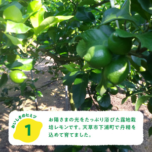S131-005A_天草南蛮レモン　等級「優良混」2kg