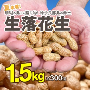 ■夏本番！珊瑚の島から贈り物！沖永良部島の赤土 生落花生1.5kg！【7月後半～9月上旬】 W045-001u 野菜 落花生