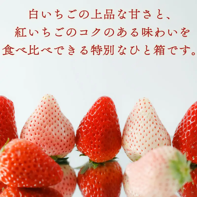 【期間限定】白いちご 紅ほっぺ いちご 苺 1260ｇ 白いちご