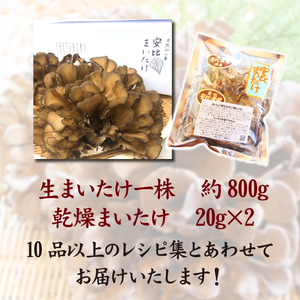 【早期予約 2026年9月発送開始予定】 生まいたけ 丸ごと一株 約800g・乾燥まいたけ 20g×2 【安比まいたけ】 ／ 生 まいたけ 舞茸 マイタケ 乾燥 ドライ セット きのこ 茸 キノコ 国産 岩手県産 乾燥 干し舞茸 出汁 だし 天ぷら てんぷら 味噌汁 みそ汁 炊込みご飯 お吸い物 おすすめ