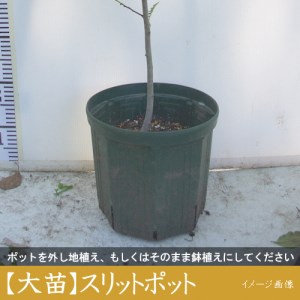柑橘類 キンカン(金柑) 3年生 苗木 《訳あり》