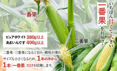 北海道産 とうもろこし 令和８年発送 ピュアホワイト3本＆あまいんです3本 食べ比べ 南幌町 NP1-177