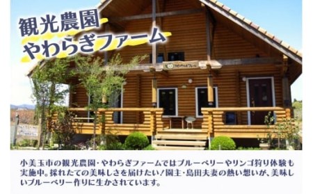 りんご狩り体験チケット（大人2名様分） りんご りんご狩り フルーツ 果物 フルーツ狩り チケット 体験 リンゴ ジュース 健康 美容 ギフト 贈り物 茨城県産 人気 プレゼント 楽しい 親子 季節 農園 りんご農園 果物狩り 味覚狩り 9-R