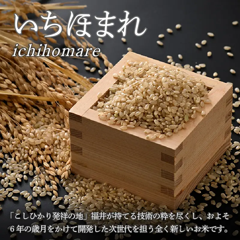 【令和6年産】いちほまれ 玄米 2kg×3袋（計6kg）《新鮮な高品質米をお届け！》／ 福井県産 ブランド米 ご飯 [aw064-a006]