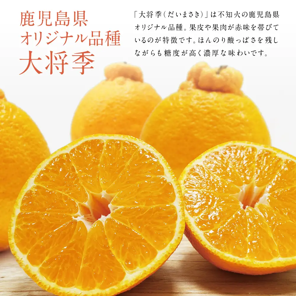 【11月末～12月発送】ブランド不知火「大将季」 約3kg入り化粧箱 （8玉～12玉） 果物 フルーツ 旬 柑橘 みかん しらぬい 鹿児島県産