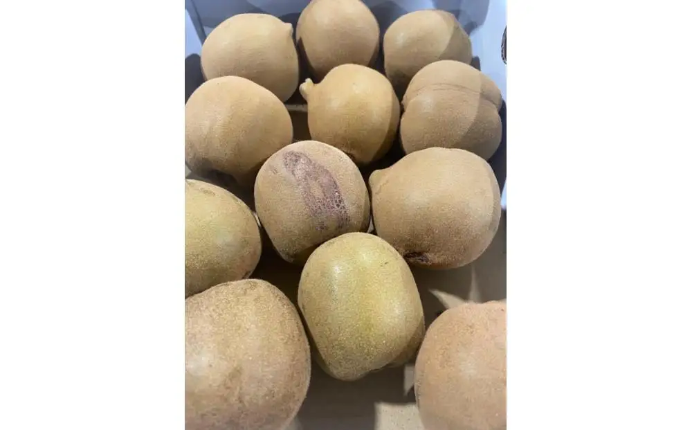 訳あり さぬきゴールド キウイ 約1.5kg キウイフルーツ 【10月中旬頃～発送】