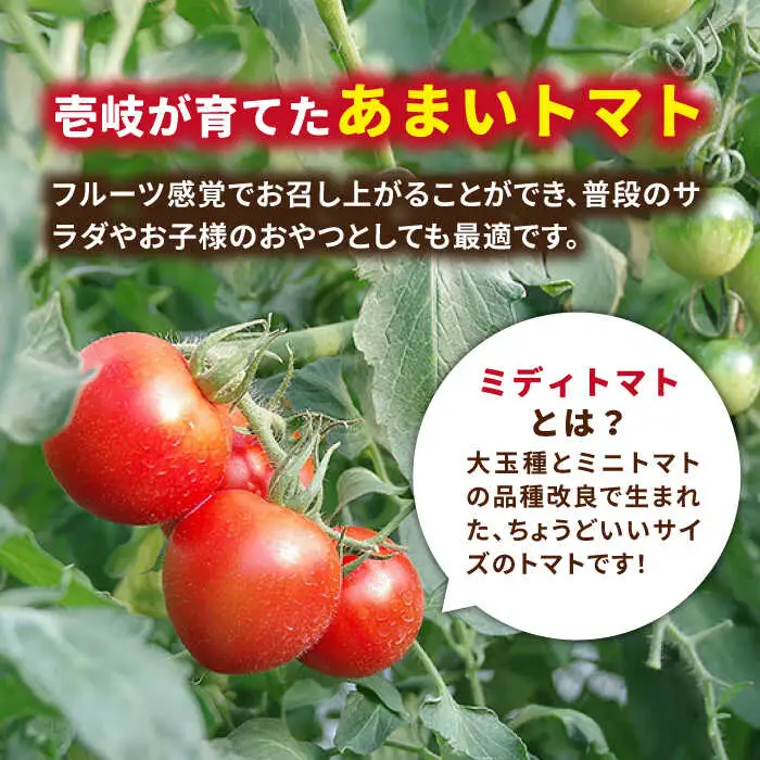 【先行予約】あま壱岐 ミディトマト 約48粒  [JAE009] トマト